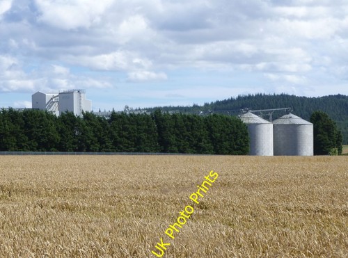 Photo 6x4 grain - grain, at
